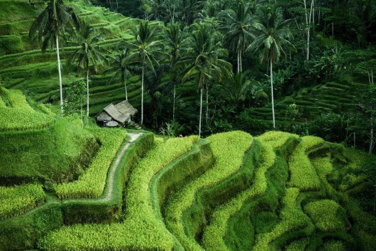 Terasering Sawah Lestari